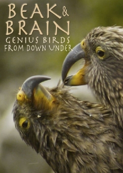 Beak & Brain - Genius Birds from Down Under (2013) Official Image | AndyDay
