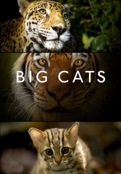 Big Cats (2018) Official Image | AndyDay