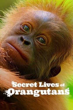 Secret Lives of Orangutans (2024) Official Image | AndyDay