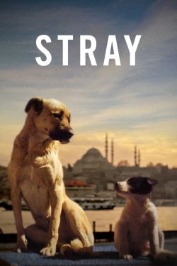 Stray (2020) Official Image | AndyDay